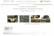 Fusarium guttiforme Nirenberg & O Donnell Ficha Técnica No. 39 · 2019-05-14 · particular las ocasionadas por “la tecla”, mariposa del fruto o barrenador de la piña, Strymon