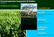 Xalapa, Veracruz Jardinería ecológica · con agua de lluvia recolectada o agua reciclada. • Arrancar la hierba manualmente cuando el suelo está húmedo. • Aplicar composta