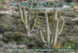 Cactáceas y Suculentas Mexicanas - Au Cactus …...Correo electrónico: cactus@miranda.ecologia.unam.mx El costo de suscripción a la revista es de $400.00 para México y 40 USD o