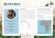 BONOBO · Stropers jagen illegaal op bonobo’s om verschillende rede-nen: ze verkopen het vlees als ‘bushmeat’ of verkopen de dieren als gezelschapsdier. Ook in de traditionele