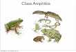 No Slide Titlezoologiageneral.com.ar/datos/TEORICOS/anfibios.pdf · • Larvas de anuros con intestinos más largos que anuros adultos ... • Tres categorías de reproducción •