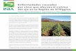 Enfermedades causadas por virus que afectan el cultivo del ajo en la Región de …biblioteca.inia.cl/medios/biblioteca/informativos/NR... · 2020-01-07 · Enfermedades causadas