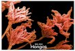 BIOL 3052 Hongos€¢Los hongos forman relaciones mutualistas con plantas, algas, cianobacterias y animales. Posiblemente colonizaron la tierra junto con las primeras plantas terrestres