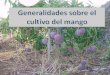 CLIMATOLOGÍA Y SUELOcanalagrariolapalma.com/pdf/2018 aguacate/cultivo-mango.pdfCuando cualquier planta que no queremos que fructifique se va a flor, esperamos a junio o julio, dependiendo