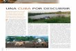 UNA CUBA POR DESCUBRIRrutascaballobarcelona.com/wp-content/uploads/2014/10/una-cuba-p… · nombre. Sin embargo, a las vacas sí les ponen nombre y es muy gracioso ver que de un buen
