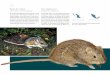 Ratón de campo Rata algodonera - ceape.edomex.gob.mxceape.edomex.gob.mx/sites/ceape.edomex.gob.mx/files/Atlas-flora-y... · Constituyen uno de los grupos de mamíferos más antiguos