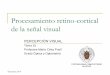 Procesamiento retino-cortical de la señal visual 15. Procesamiento retinocortic… · Procesamiento retino-cortical de la señal visual Diciembre 2019 PERCEPCIÓN VISUAL . Tema 15
