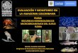 EVALUACIÓN Y MONITOREO EN LA AMAZONIA COLOMBANA Sinchi.pdf · EVALUACIÓN Y MONITOREO EN LA AMAZONIA COLOMBANA FAUNA RECURSOS HIDROBIOLÓGICOS MICROORGANISMOS DEL SUELO FLORA Lechero