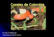 Por Jairo H. Maldonado Presentado por Martha Gómez · Leptomicrurus y Micrurus[1] en Colombia con un mínimo de 28[2] especies. Estas serpientes no son agresivas pero si, las más