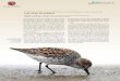 LAS AVES PLAYERAS · 2015-10-20 · Panorama de la investigación con aves playeras en México. Pese a la incuestionable importancia del país para este grupo de aves, la cantidad