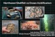 Northwest Shellfish vs Ocean Acidification ... Northwest Shellfish vs Ocean Acidification Andy Suhrbier,
