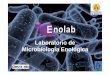 Laboratorio de Microbiología Enológica · Líneas de Investigación i ió diiód é bil bl é • Am nas B genas: determinación equbacterias son as responsa es,enqu momento se