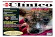 Eficácia do maleato de oclacitinib no tratamento de ... · do controle populacional de cães e gatos, uma das ações mais efetivas para o combate à LVC. Desde 1997, a ARCA Brasil