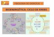 BIOENERGÉTICA: CICLO DE KREBS...FISIOLOGIA DO EXERCÍCIO I Ciclo de Krebs – Considerações Gerais • Esta denominação decorre da homenagem ao bioquímico Hans Krebs, a qual