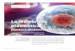 La membrana plasmática › Comunicacion-Social › Documents › ... · La membrana plasmática es la estructura que delimita las células de todos los seres vivos. El presente artículo