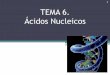 TEMA 6. Ácidos Nucleicoscepa-gabecquer.centros.castillalamancha.es/sites/...tema_6._acidos... · Tipos de ácidos nucléicos Diferencias entre ADN y ARN: •por el glúcido (pentosas)