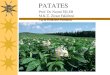 Patates bitkisinde Toprak üstü organlar › files › 898-f62ca764-fc42-48fd-9693-a... · Patates yumrularından faydalanmanın pek çok yöntemi vardır. Ülkelerin gelenek ve