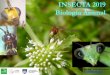 INSECTA 2019 Biología Animal › pluginfile.php › 122952... · Superclase Hexapoda Clase Parainsecta Subphylum Mandibulata Clase ... arco reflejo en los insectos. potencial de