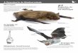 À Descoberta da Biodiversidadebiodiversidade.serralves.pt/fotos/tabs_especies/folheto_morcegos_bio_e_amb... · Os morcegos são os únicos mamíferos que possuem capacidade de voar