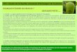 TP1 : Etude de la feuille, structure d’échanges de la planteblogpeda.ac-bordeaux.fr/svtpapeclement/files/2019/04/TP1... · 2019-04-02 · TP1 : Etude de la feuille, structure d’échanges