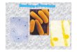 Unimulticelular2 [Modo de Compatibilidade] · 2009-01-06 · eucariontes e bactérias, constituindo verdadeiras relações endossimbióticas. Organismos coloniais sem especialização