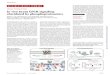 Invivo brain GPCR signaling elucidated by phosphoproteomics · Invivo brain GPCR signaling elucidated by phosphoproteomics Jeffrey J. Liu, Kirti Sharma, Luca Zangrandi, Chongguang