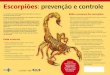 Escorpiões: prevenção e controleportalarquivos2.saude.gov.br/images/pdf/2018/fevereiro/01/cartaz-escorpioes-3.pdfOs escorpiões são animais peçonhentos que injetam veneno por