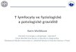 T lymfocyty ve fyziologické a patologické graviditě · 2020-05-31 · cirkulujících Treg ve folikulární fázi menstruačního cyklu signifikantně méně –deplece antigen-specifických