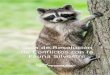 Guía de Resolución de Conflictos con la Fauna Silvestre...Guía de Resolución de Conflictos con la Fauna Silvestre . 3 Sugerencias ... 10 Osos Negros 12 Gansos Canadienses 14 Coyotes