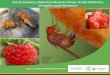 Guía de Síntomas y Daños de la Mosca del Vinagre de Alas ...€¦ · Programa de Vigilancia Epidemiológica Fitosanitaria Identificación de Drosophila suzukii Huevo Los huevos
