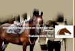 Infovoormiddag Houden en Verzorgen van Paarden …...2012/06/28  · verzorgen van paarden 36 (37.89 %) Andere... 2 (2.11 %) n = 95 # 159 11 Vzw Vlaams Paardenloket - Beoordeling Infovoormiddag