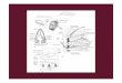 Presentazione2nelle cavita respiratorie Pressione differenziale attraverso le branchie -1 cm +1,0 cm -1,0 cm orale Cavita opercolare Suzione opercolare Pompaggio