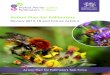 Action Plan for Pollinators - Welsh Government · The Action Plan for Pollinators in Wales (APP) was launched by the then Minister for Natural Resources and Food at the Royal Welsh