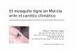 El mosquito tigre en Murcia ante el cambio climático · Consejería de Sanidad y Política Social pedrof.sanchez2@carm.es. El mosquito tigre asiático Aedes albopictus Una de las