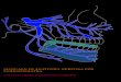 MANUALE DI ANATOMIA NERVOSA PER L’ODONTOIATRA · anatomia dei nervi che più da vicino riguardano chi opera nel cavo orale. Nervi cranici I nervi cranici sono dodici paia, originano