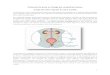 Protocole de prise en charge des uropathies basses pour ... de prise en charg… · Fetal cystoscopy in the management of fetal obstructive uropathy: experience of a single European