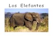 Los Elefantes - LaymansBookstore.com · 2017-06-17 · Los elefantes son el animal más grande que vive en tierra firme. ¡Pesan hasta 12,000 libras y pueden medir 12 pies de altura!