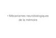 Mécanismes neurobiologiques de la mémoire · 2013-01-27 · Frederic SKINNER) (illustration diapo suivante). – L’animal apprend à faire une association entre une réponse correcte