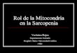 Rol de la Mitocondria en la Sarcopenia...2018/08/04  · Rol de la Mitocondria en la Sarcopenia Verónica Rojas Departamento Geriatría Hospital Clínico Universidad Católica Chile
