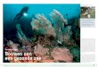 Tuinieren met koraal is overal in de wereld in opkomst ... · vormen van het koraal in de Golf van Thailand. Maar Frank en Vera zagen op Koh Tao ook met eigen ogen hoe kwetsbaar de