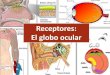 Receptores: El globo ocular - â€؛ 2019 â€؛ 10 â€؛ receptores-y-la-vآ  Anatomأ­a del globo ocular Capas