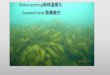 Global warming地球温暖化 Seaweed beds 海藻植生1976-1978 年（窪田ら1979） 室戸 手結 田ノ浦 1989 年（環境省1994） 室戸 手結 田ノ浦 1997-1998 年（浦1999）