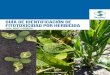 Guía de identificación de fitotoxicidad por herbicida · La difícil tarea de hoy en el control de malezas lleva en estos tiempos a que los errores en los lotes y los problemas