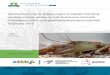 Literatuurstudie naar de biologie, impact en mogelijke ... - …rivierkreeft.nl/wp-content/Informatiebronnen/RoessinkHudinaOttburg… · Nederland en Groot-Brittannië aangetroffen
