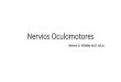 Nervios Oculomotores - Universidad Icesi · Oculomotor nerve Trochlear nerve Motor root of trigeminal nerve . Årea 8 R. Colicular o IV o Áreas visuales R. Colicular . Edinger-Westphal