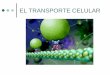 EL TRANSPORTE CELULAR€¦ · El transporte celular Es el movimiento constante de sustancias a través de la membrana celular. El transporte celular puede ser activo o pasivo. El