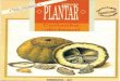 Embrapa - (Colecao Plantar - VIRTUAL) - Castanha do Brasil · 2017-07-26 · (base da semente), de onde se origina a raiz primária, é mais largo que o caulicular, res ponsável