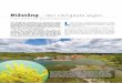 Blåstång – den viktigaste algen - Havet.nu · djurgrupper i tångexemplaren från Askö men endast 13 djurgrupper från Singöområdet. Vid Askö var musslor, främst unga hjärtmusslor,