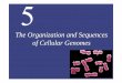 The Organization and Sequences of Cellular Genomescontents.kocw.net/KOCW/document/2014/gacheon/parktaesik/... · 2016-09-09 · The Sequences of Complete Genomes Complete genome sequences
