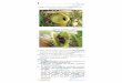 fResolução Comentada FAMERP 2020 - Curso Objetivo€¦ · A imagem ilustra duas espécies de plantas carnívoras. a) Cite a relação ecológica que ocorre entre essas espécies